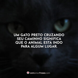 Um gato preto cruzando seu caminho significa que o animal está indo para algum lugar.