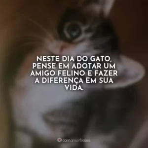 Neste Dia do Gato, pense em adotar um amigo felino e fazer a diferença em sua vida.