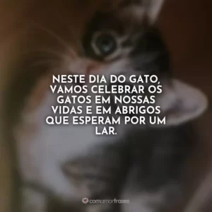 Neste Dia do Gato, vamos celebrar os gatos em nossas vidas e em abrigos que esperam por um lar.