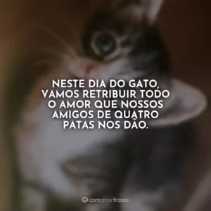 Neste Dia do Gato, vamos retribuir todo o amor que nossos amigos de quatro patas nos dão.