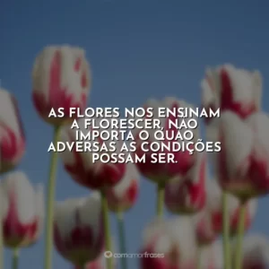 As flores nos ensinam a florescer, não importa o quão adversas as condições possam ser.