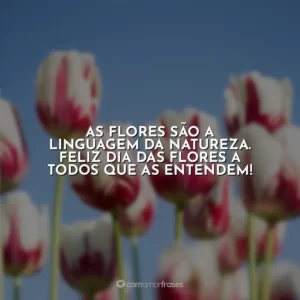 As flores são a linguagem da natureza. Feliz Dia das Flores a todos que as entendem!