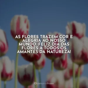 As flores trazem cor e alegria ao nosso mundo. Feliz Dia das Flores a todos os amantes da natureza!
