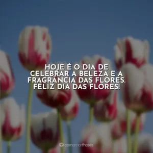 Hoje é o dia de celebrar a beleza e a fragrância das flores. Feliz Dia das Flores!