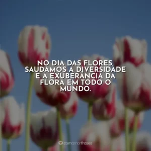 No Dia das Flores, saudamos a diversidade e a exuberância da flora em todo o mundo.