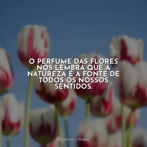 O perfume das flores nos lembra que a natureza é a fonte de todos os nossos sentidos.
